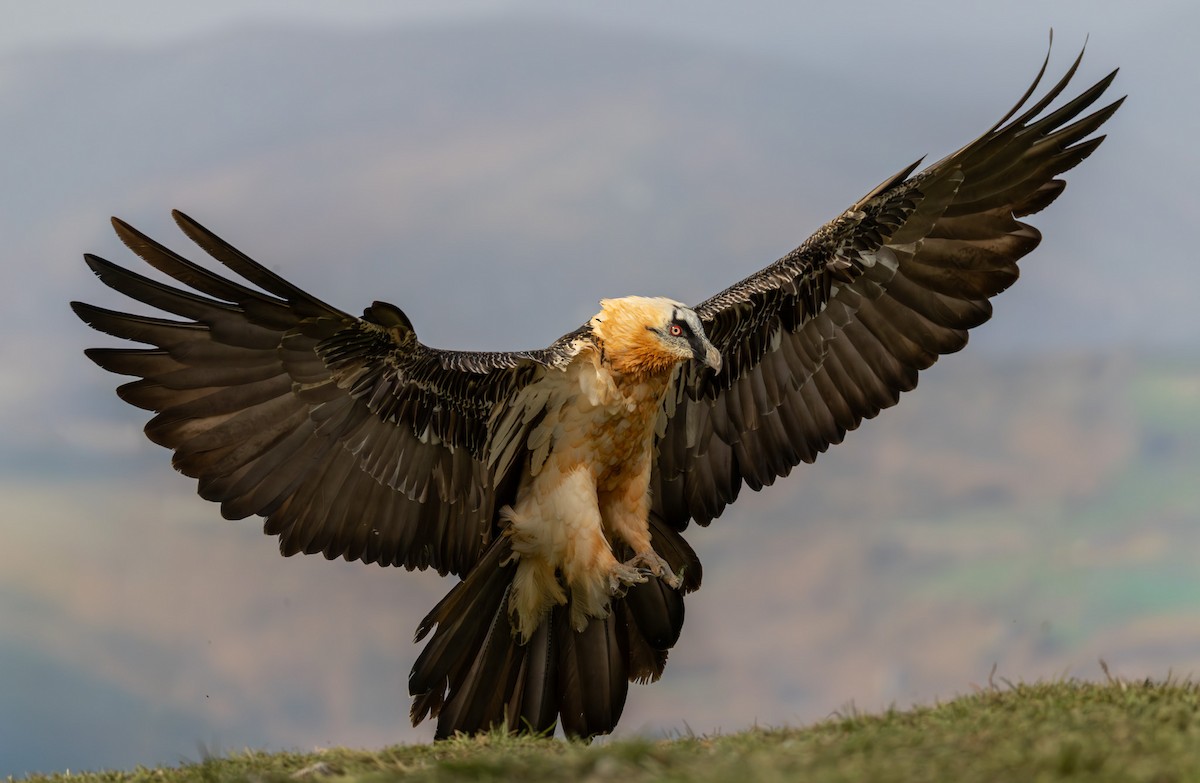 orlosup bradatý - ML645262080