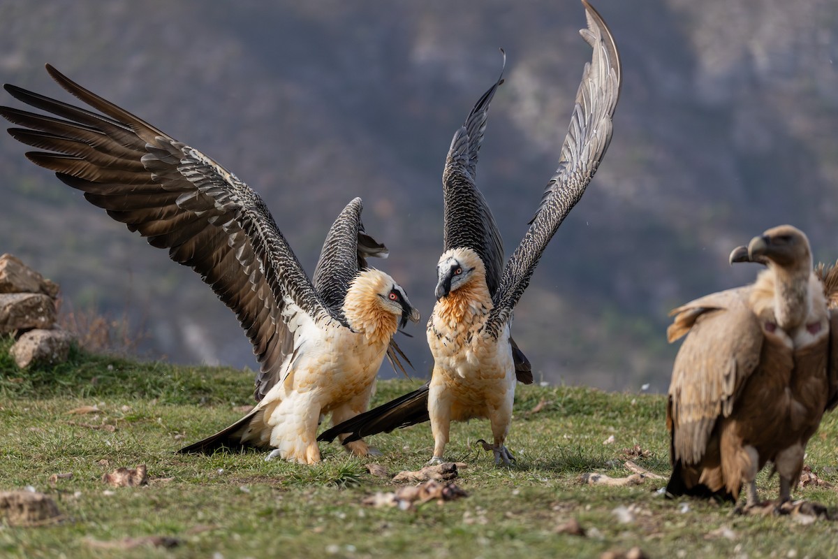 orlosup bradatý - ML645262081