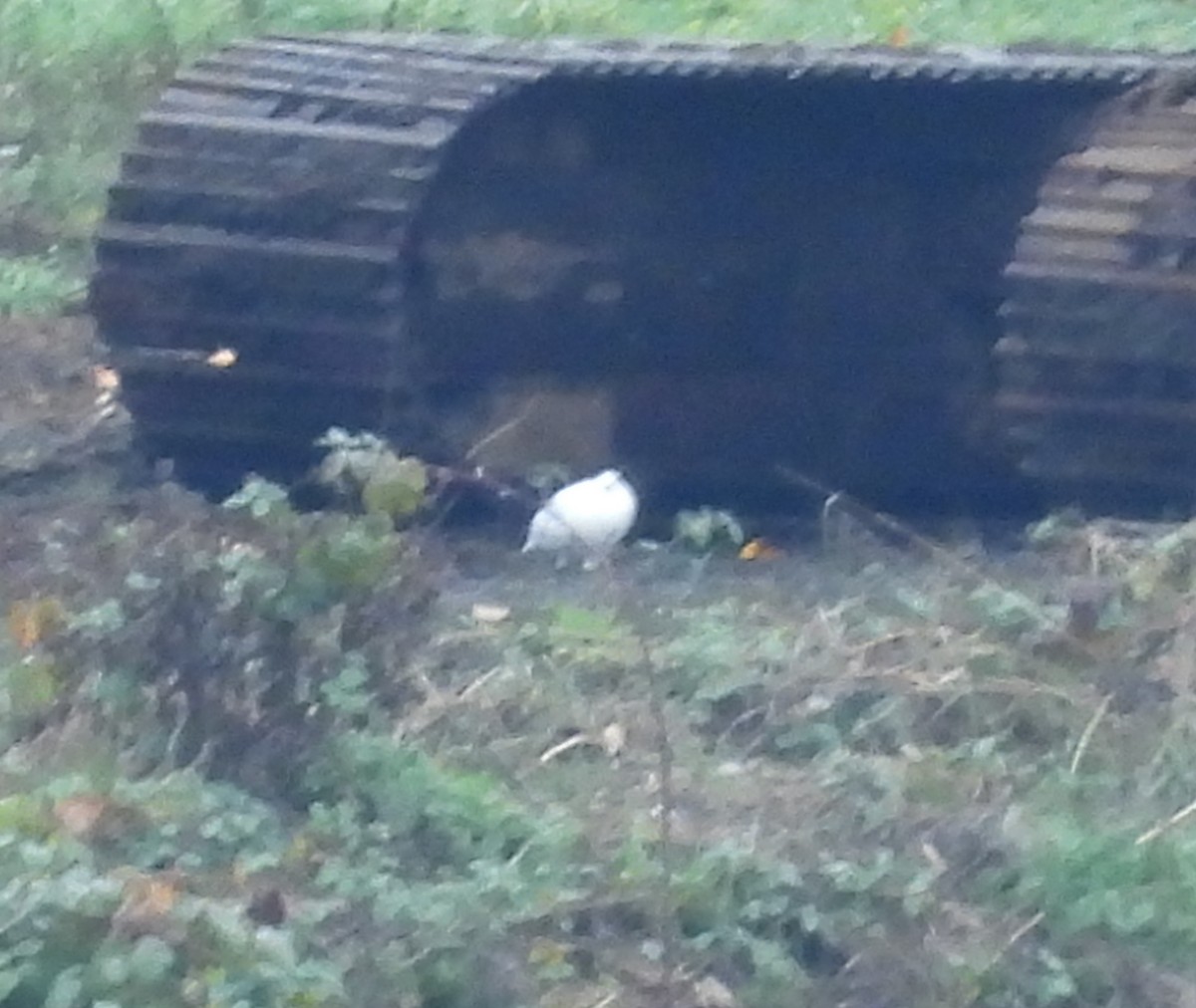 White-tailed Ptarmigan - ML645262082