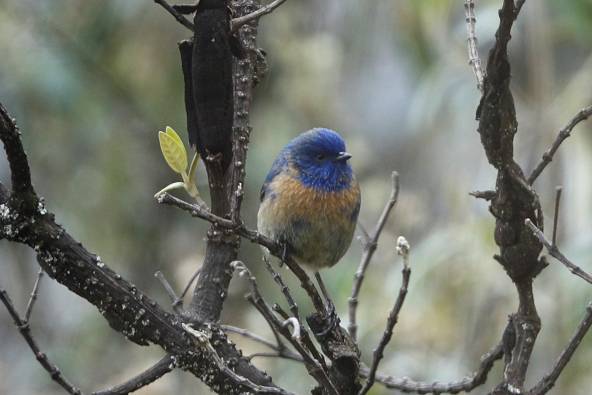 Tit-like Dacnis - ML645262087