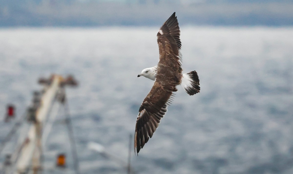 Lesser Black-backed Gull - ML645262093