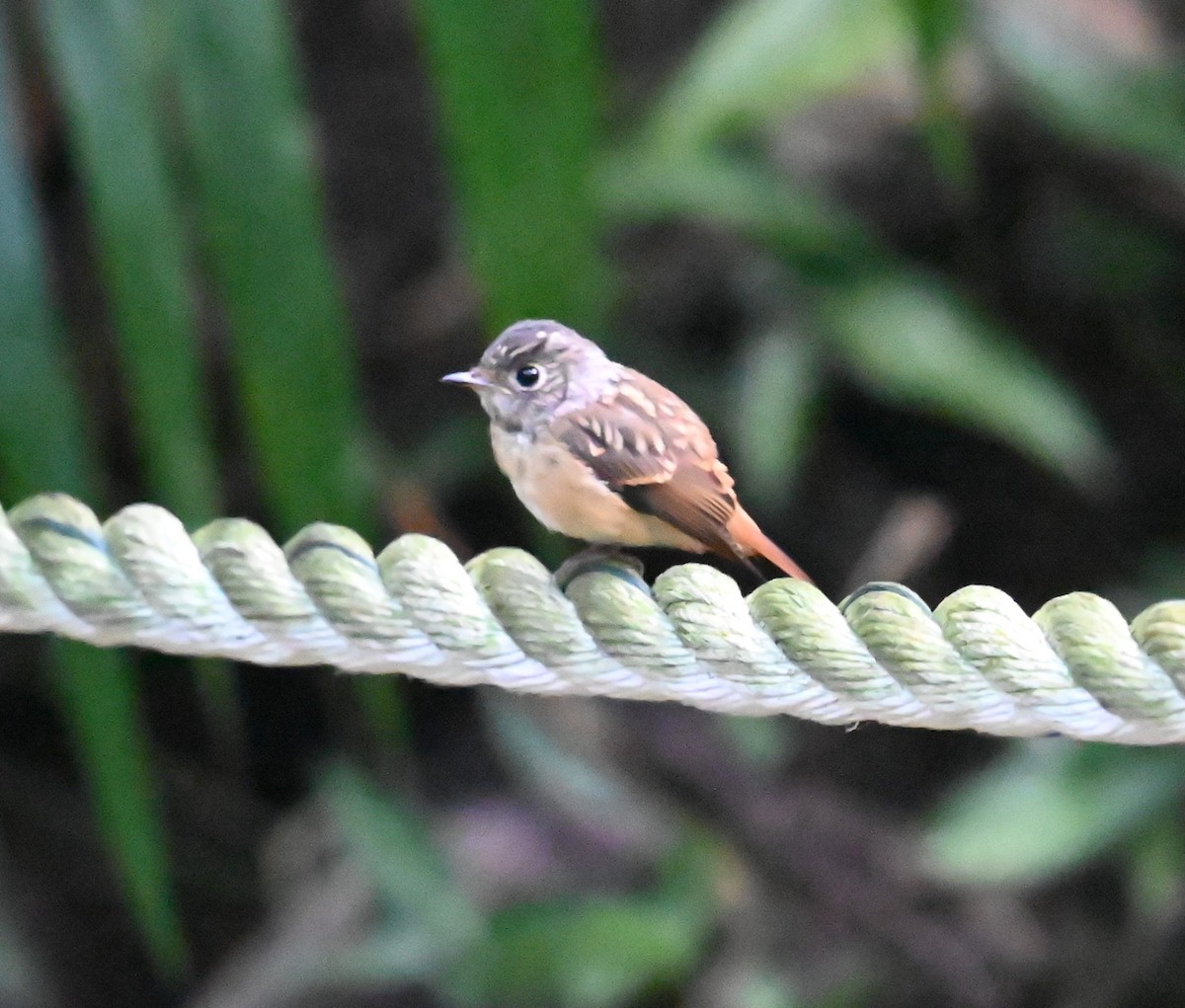 ミヤマヒタキ - ML645262098