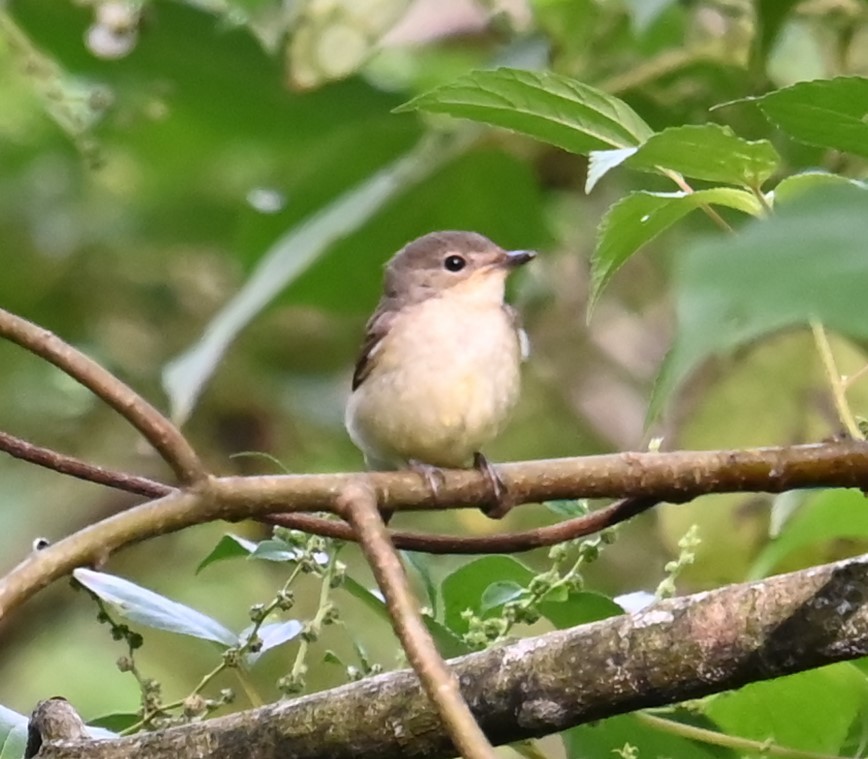 マミジロキビタキ - ML645262103