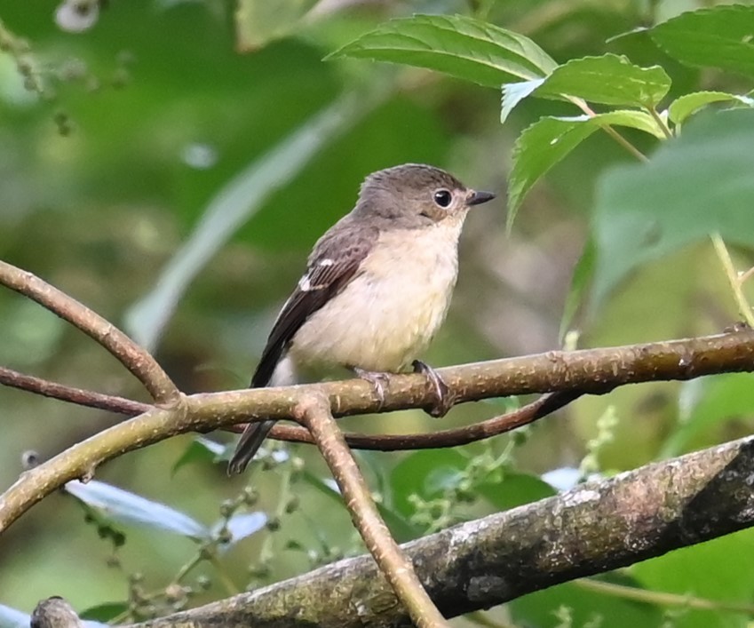 マミジロキビタキ - ML645262115