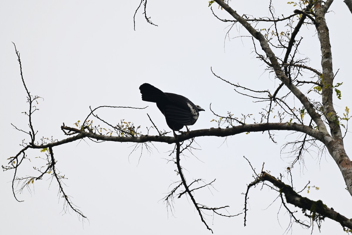 Blue-throated Piping-Guan - ML645262123