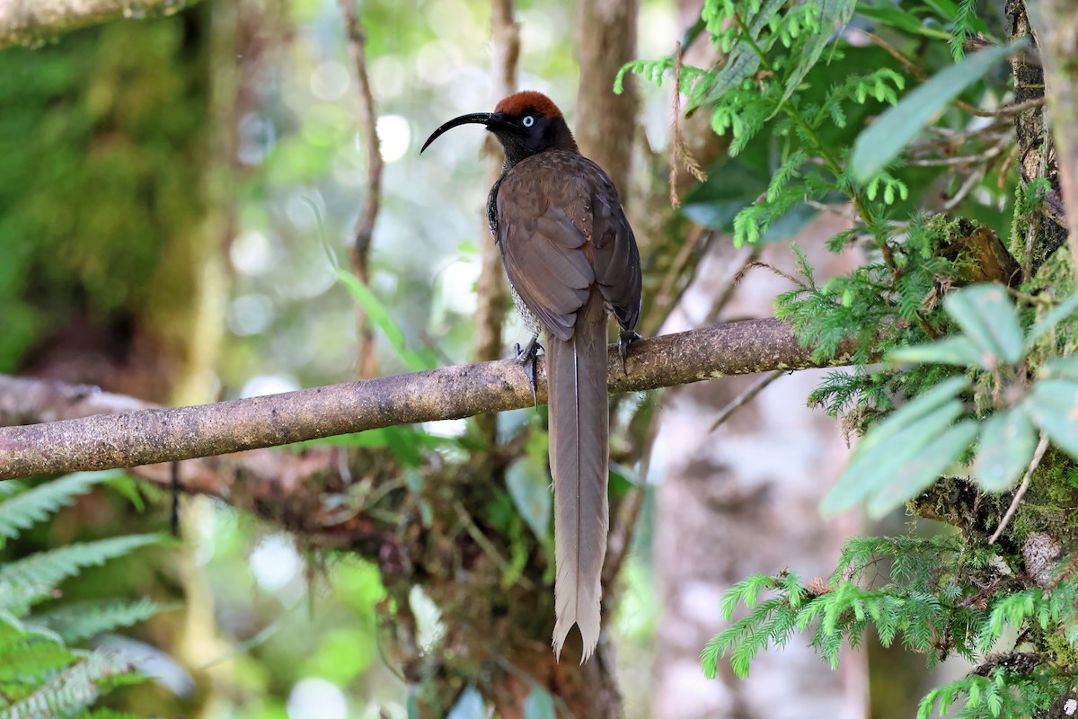 Brown Sicklebill - ML645262124