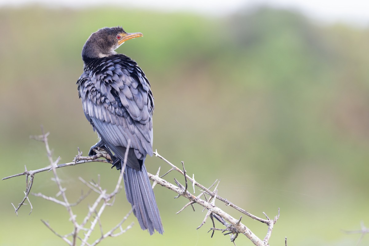 kormorán dlouhoocasý - ML645262138