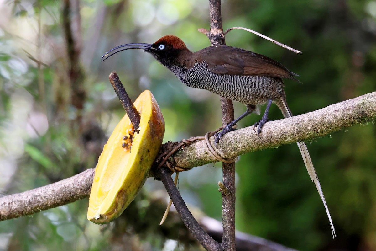 Brown Sicklebill - ML645262139