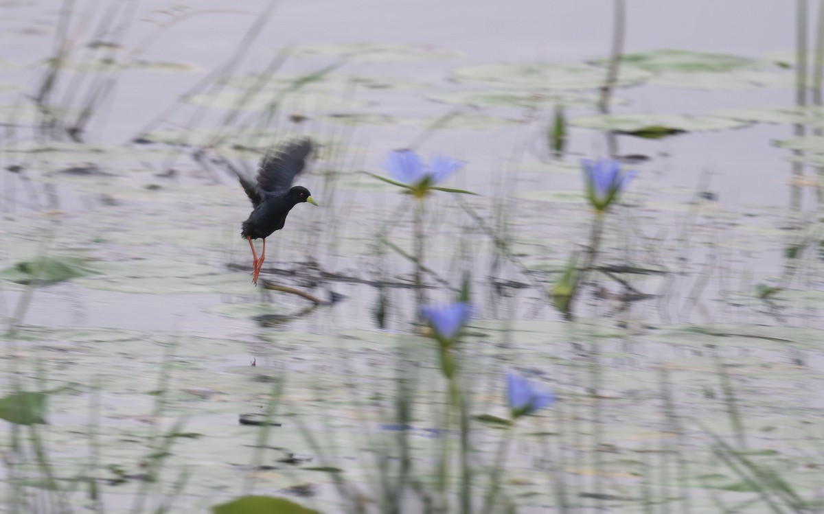 svartrikse - ML645262142