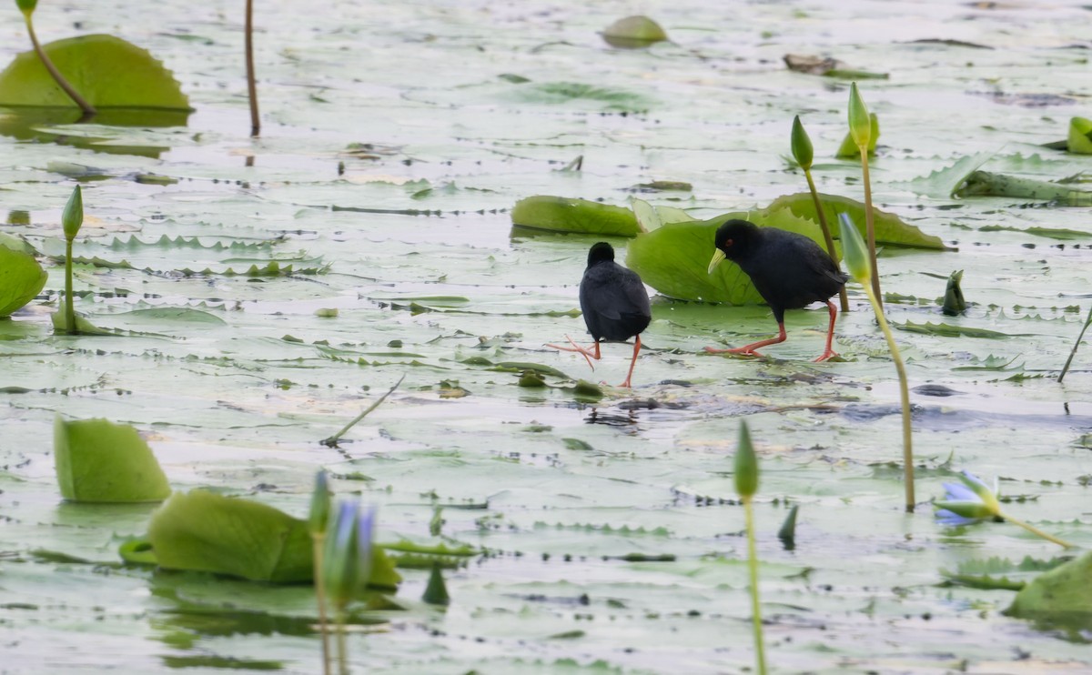 svartrikse - ML645262143