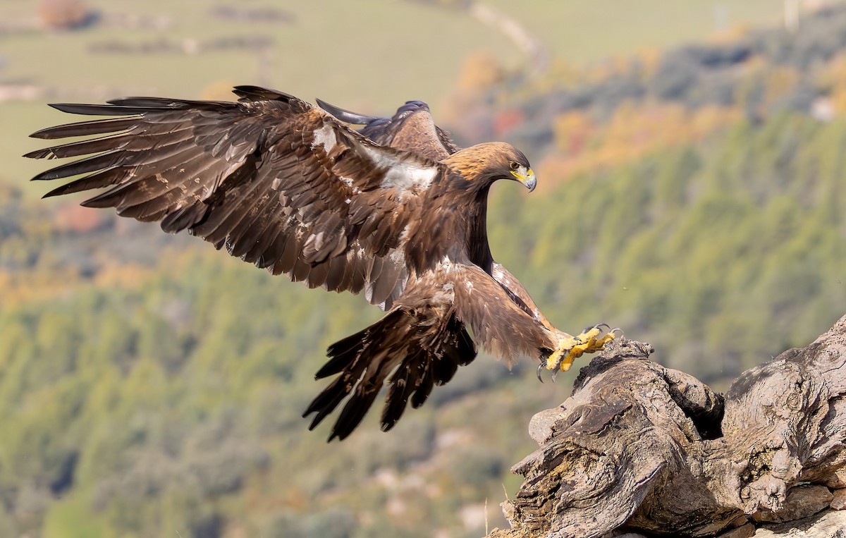 Golden Eagle - ML645262153