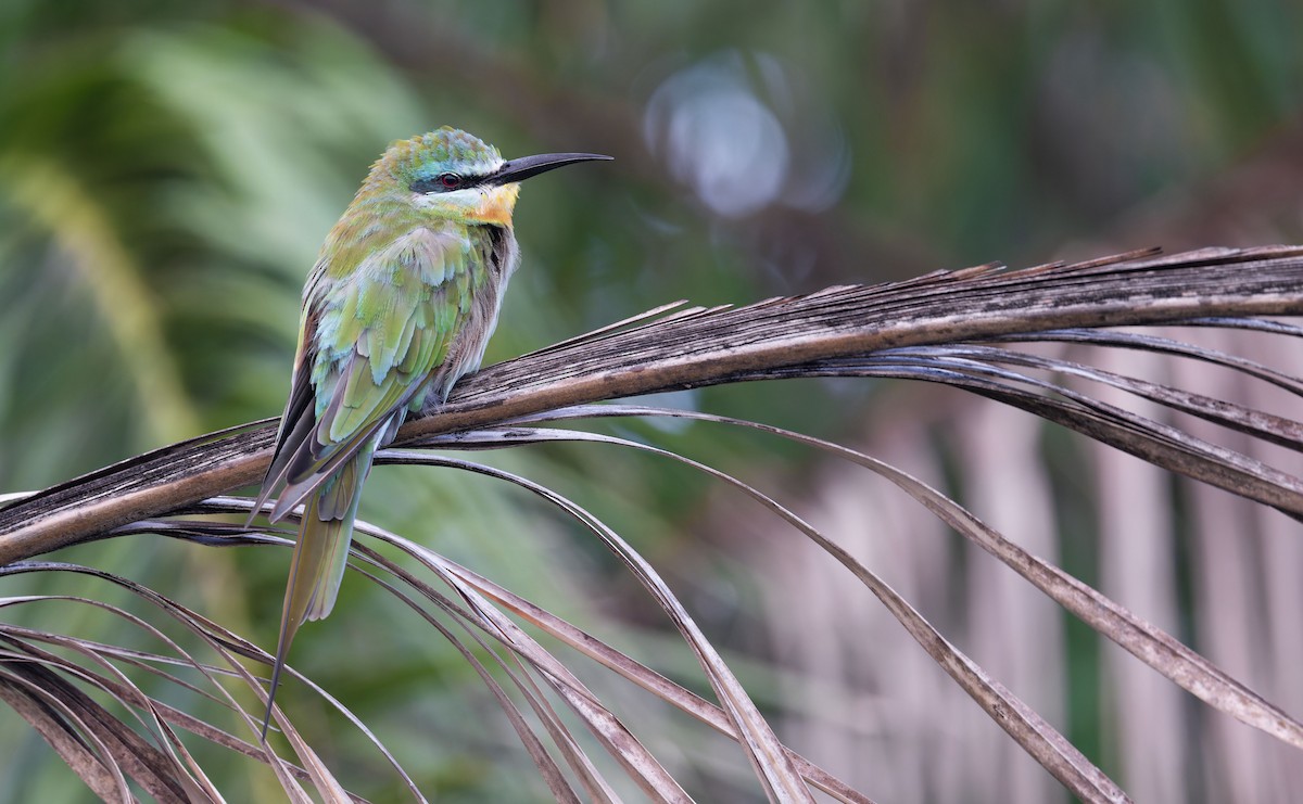 שרקרק ירוק - ML645262158