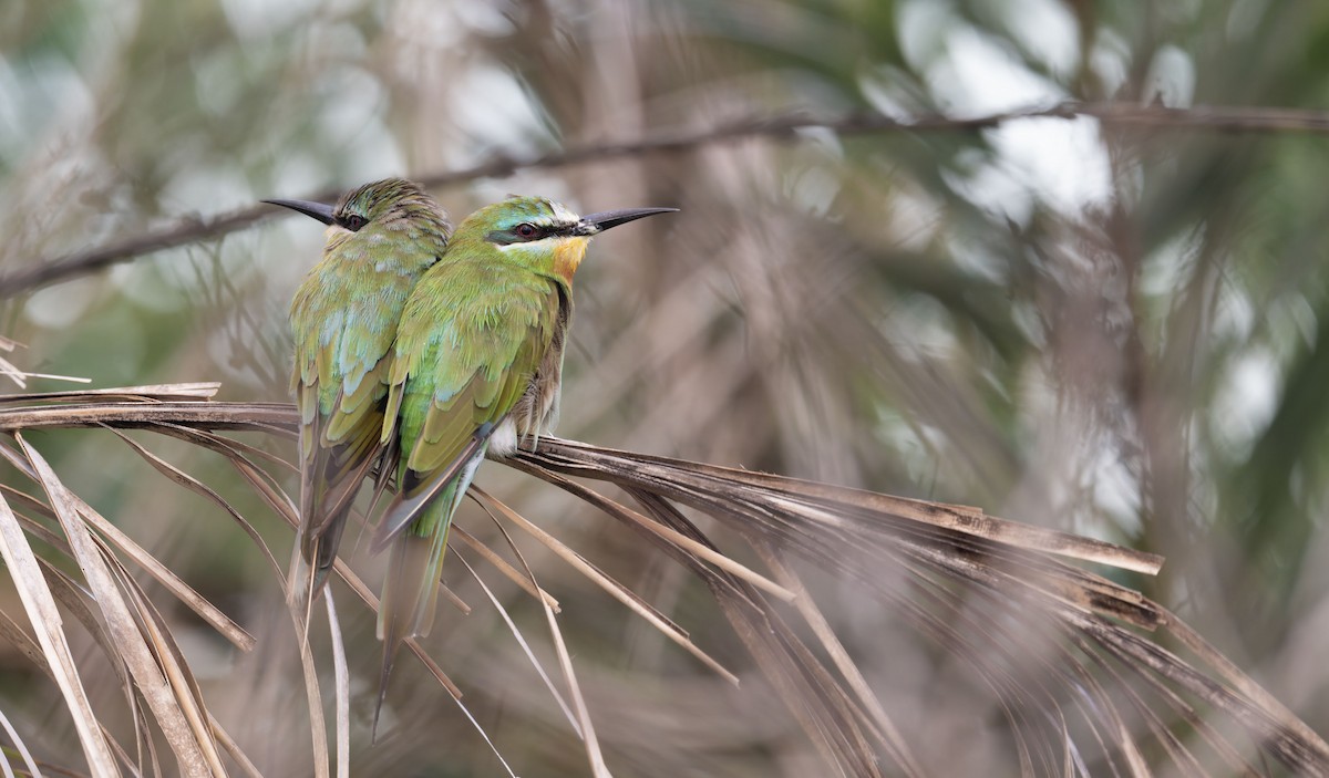 שרקרק ירוק - ML645262161