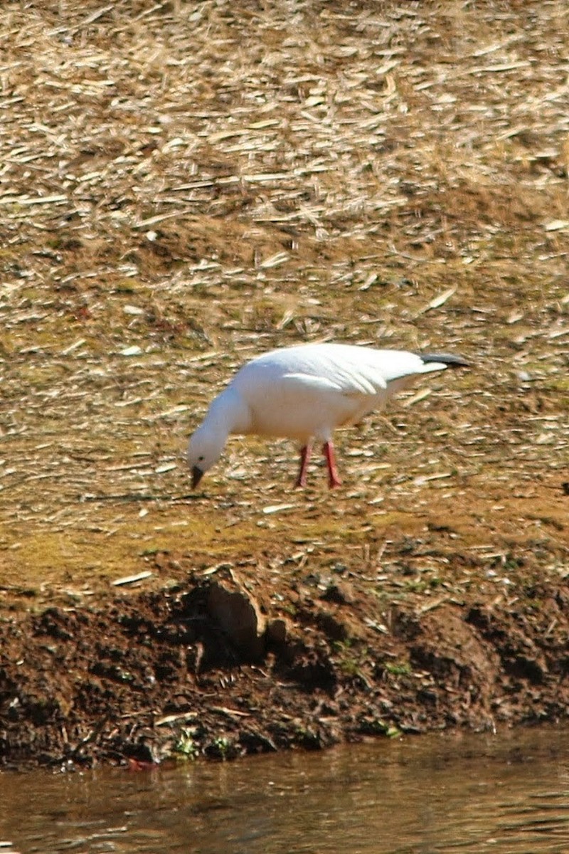 Ross's Goose - ML645262164