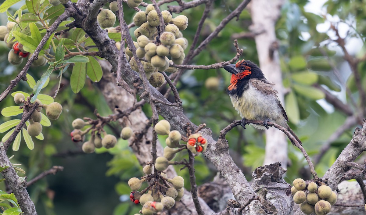 Black-collared Barbet - ML645262169