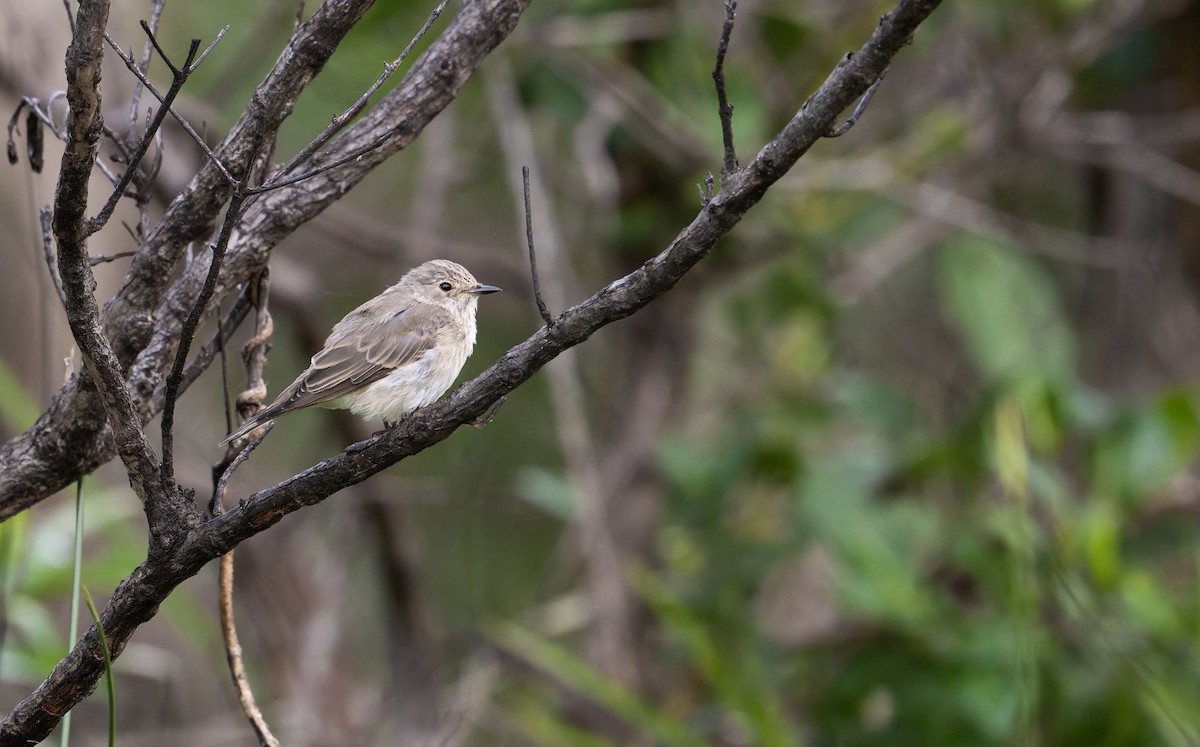 Spotted Flycatcher - ML645262174