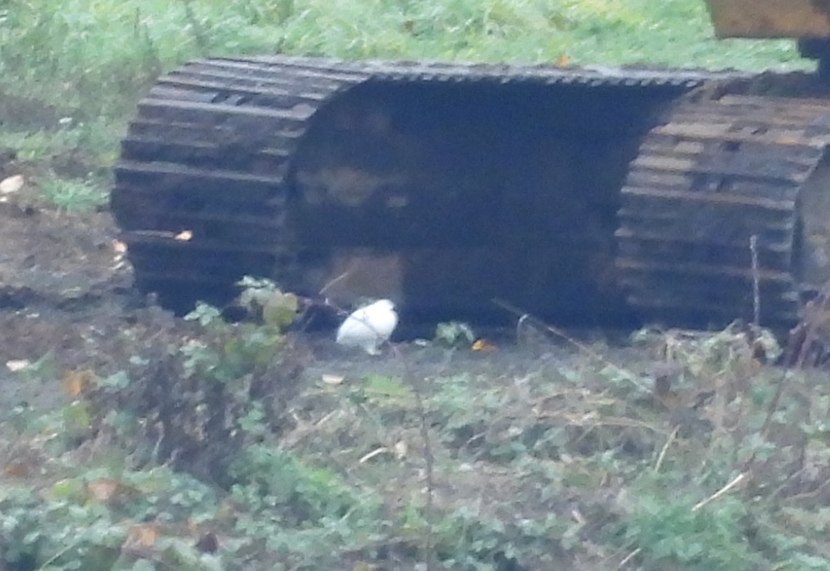 White-tailed Ptarmigan - ML645262175