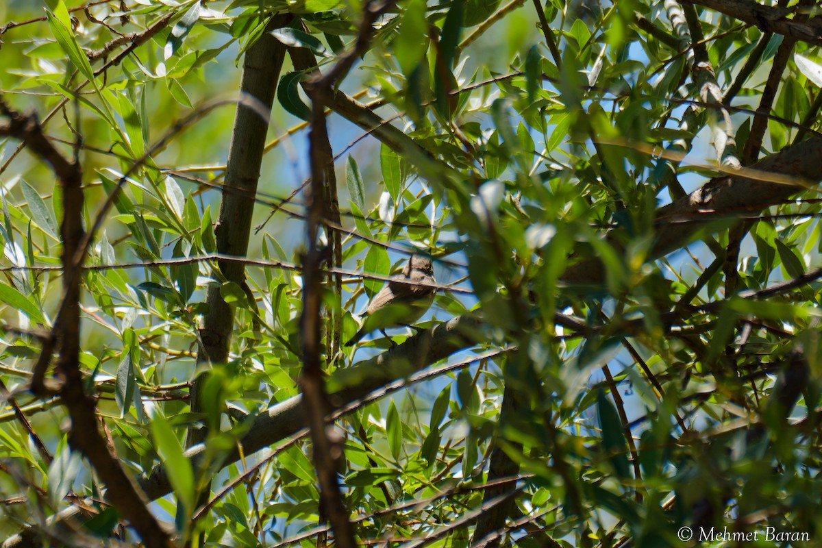 Eastern Olivaceous Warbler - ML645262191