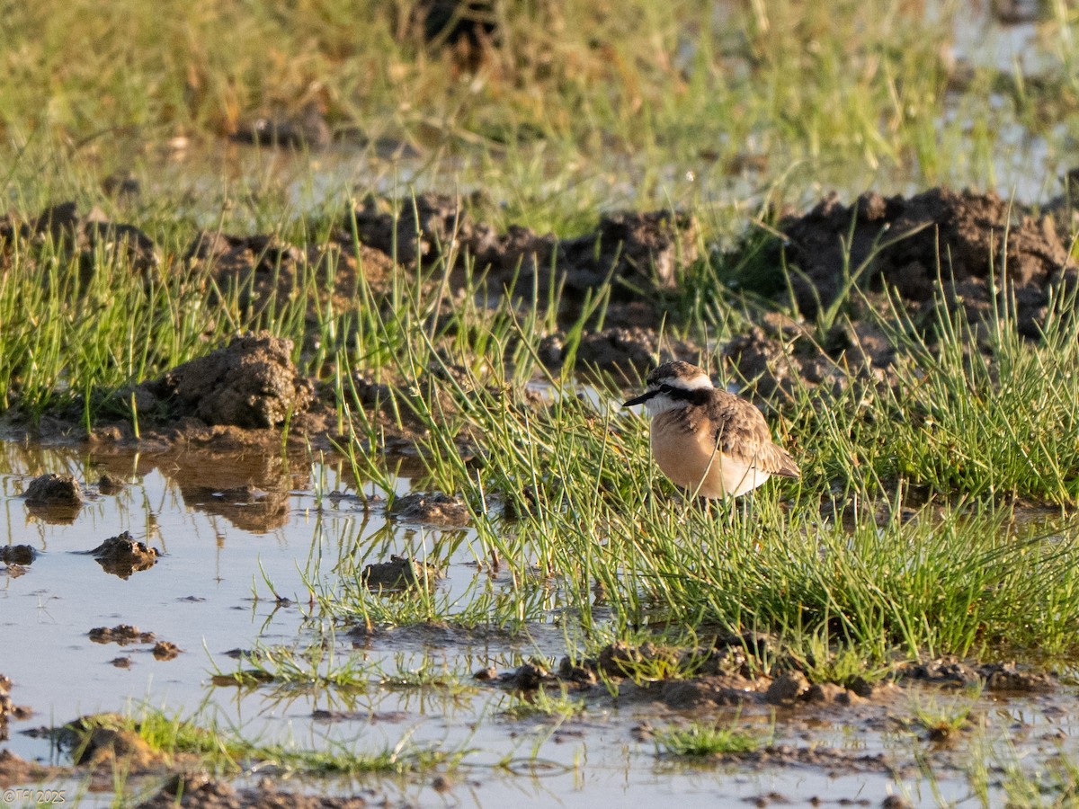 Kittlitz's Plover - ML645262192