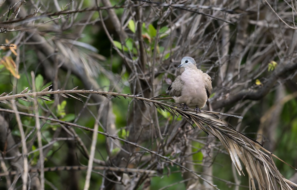 Emerald-spotted Wood-Dove - ML645262195