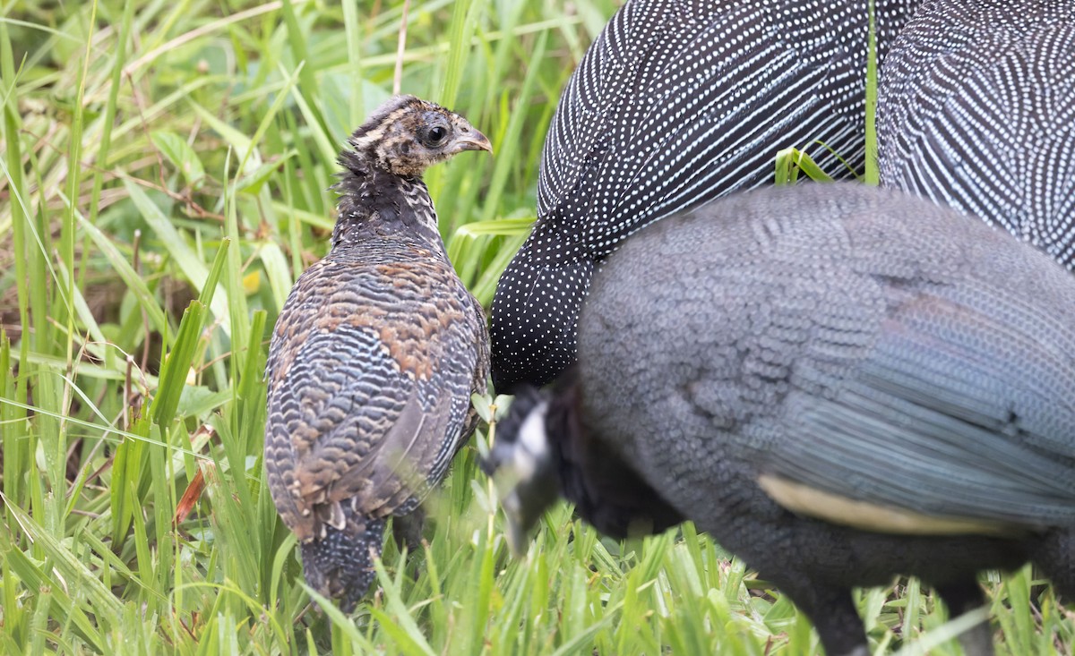 Southern Crested Guineafowl - ML645262198