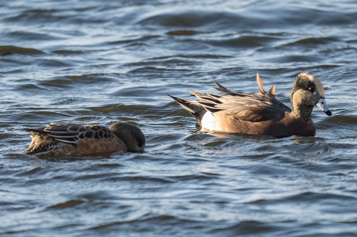 American Wigeon - ML645262199