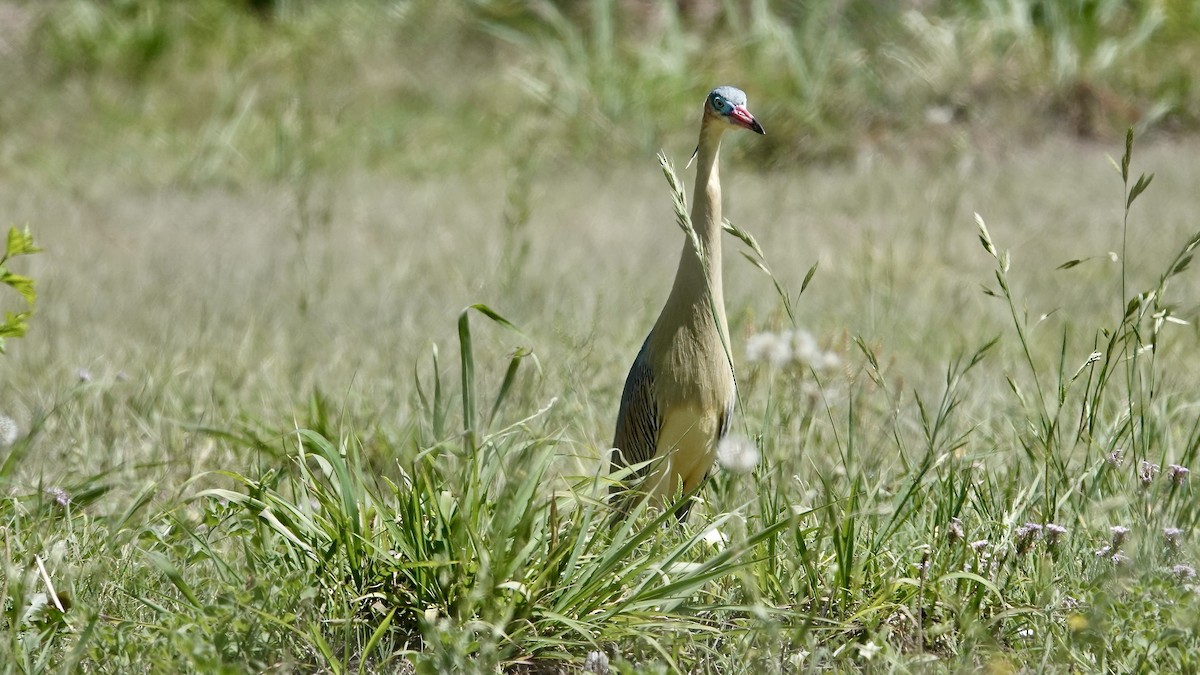 Whistling Heron - ML645262200