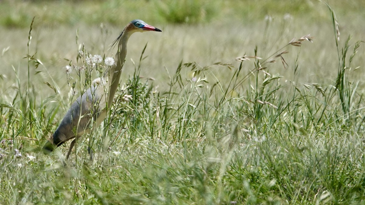 Whistling Heron - ML645262201