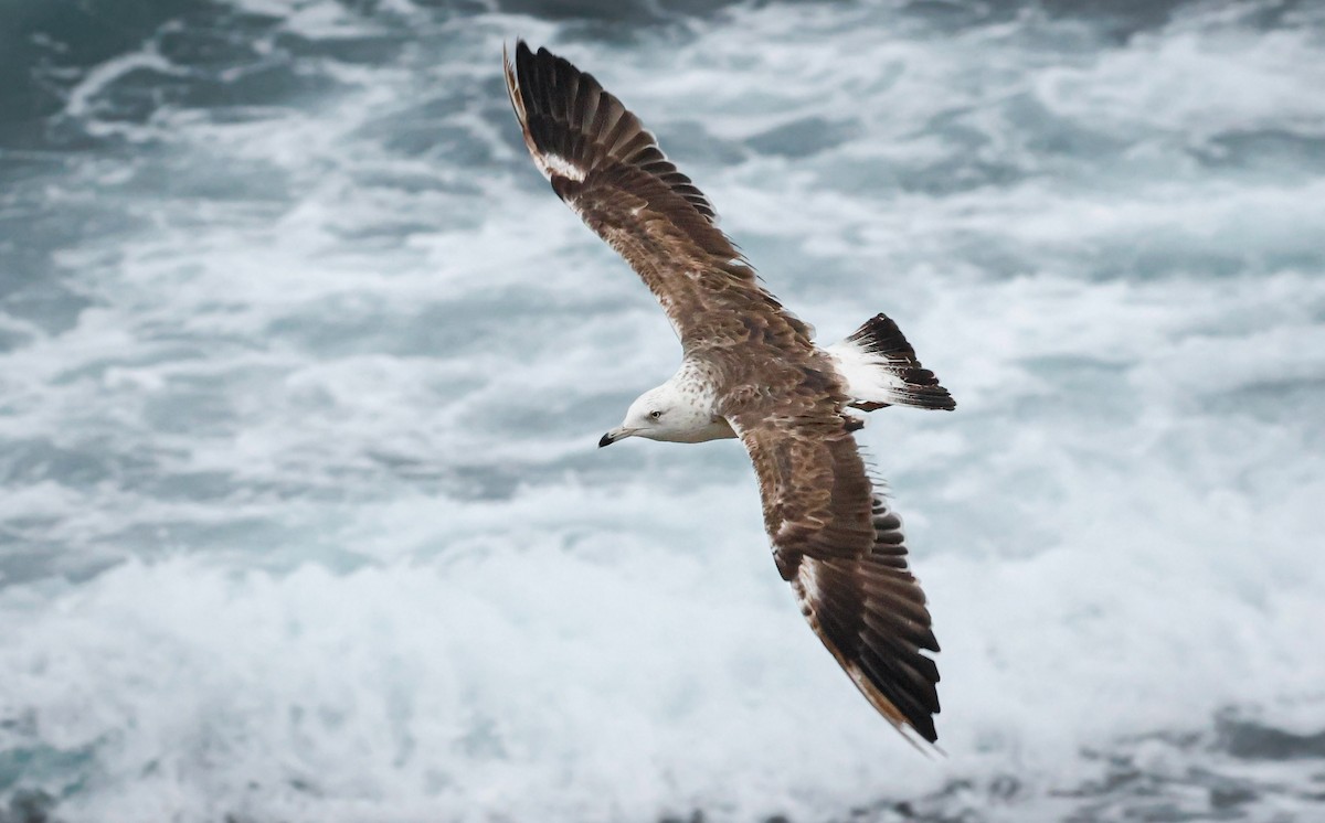 Lesser Black-backed Gull - ML645262202