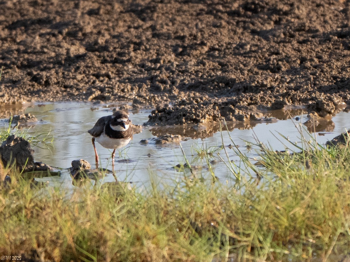 Common Ringed Plover - ML645262203