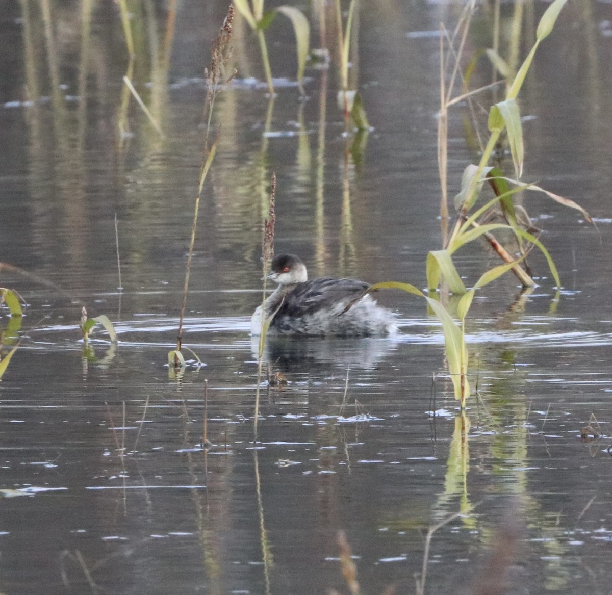 Grèbe à cou noir - ML645262204