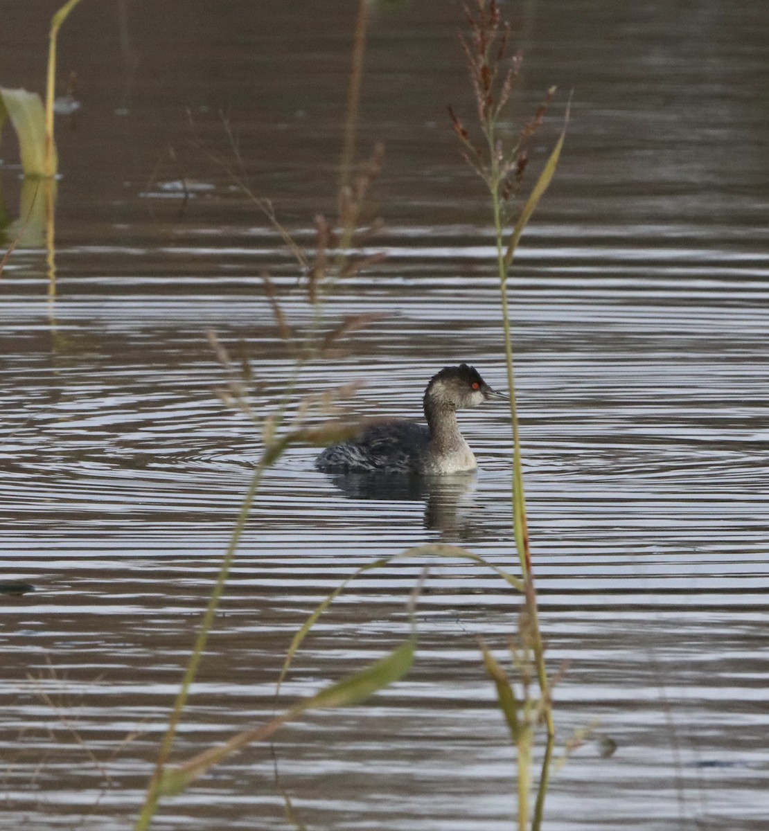 Grèbe à cou noir - ML645262205