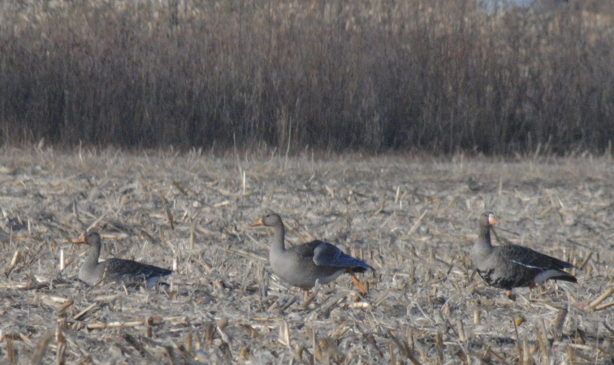Greater White-fronted Goose - ML645262209