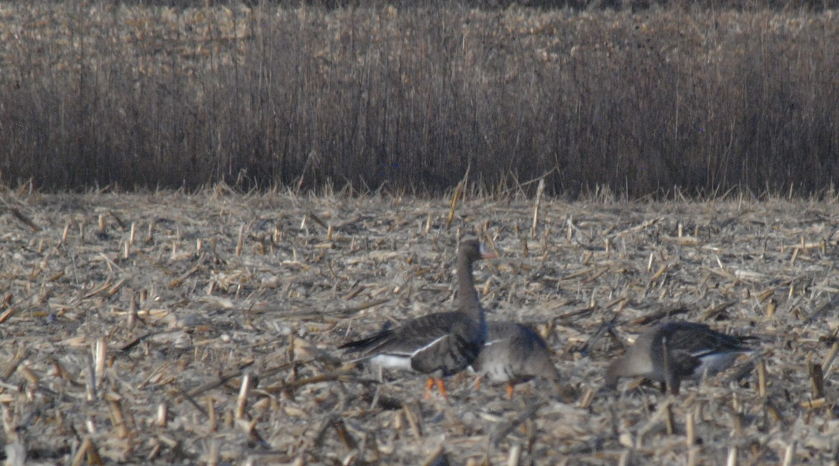 Greater White-fronted Goose - ML645262210