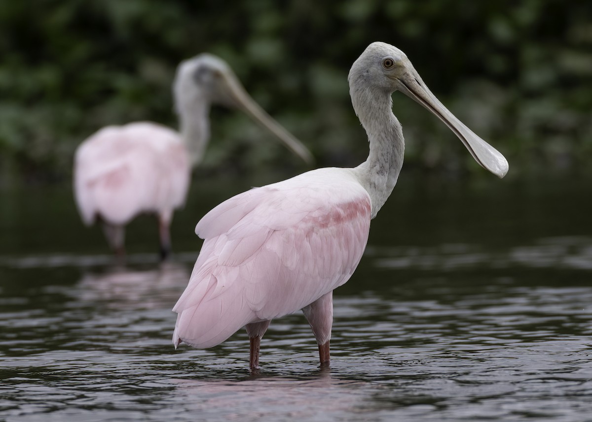 Roseate Spoonbill - ML645262211