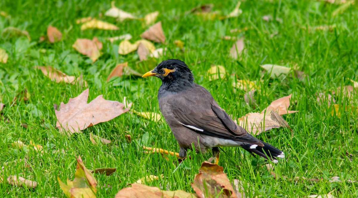 Common Myna - ML645262212