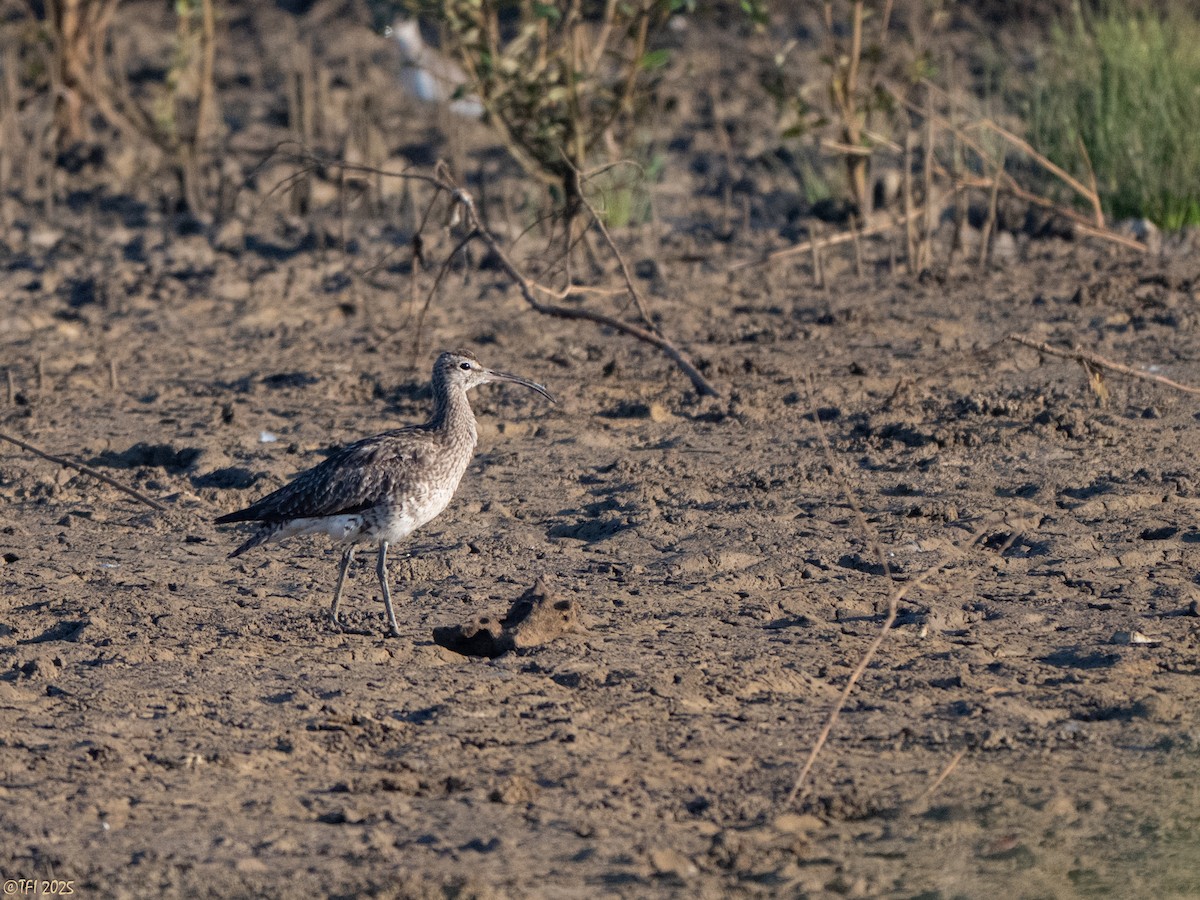 Eurasian Whimbrel - ML645262213