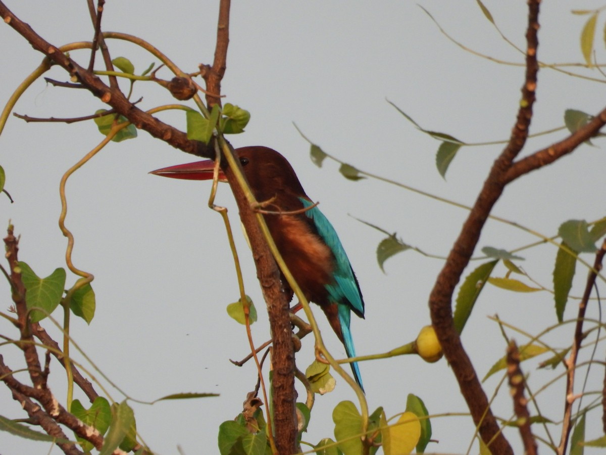 White-throated Kingfisher - ML645262215