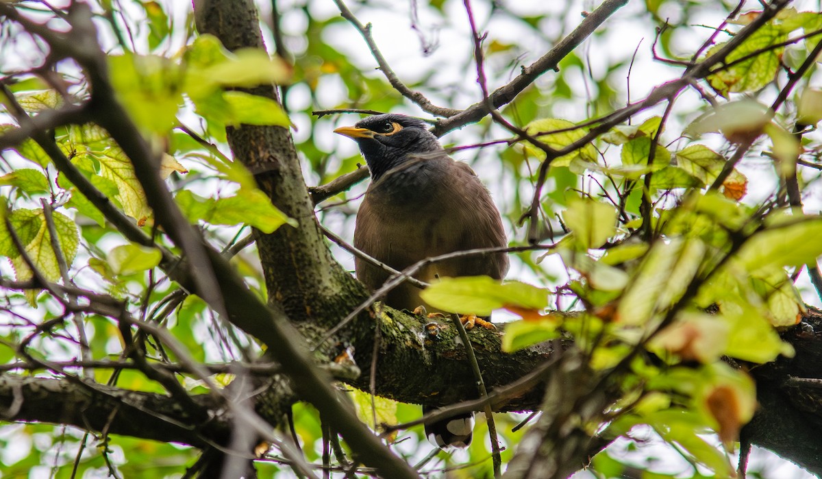 Common Myna - ML645262217