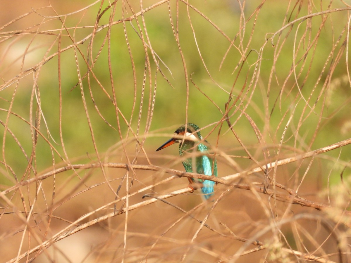 Common Kingfisher - ML645262218