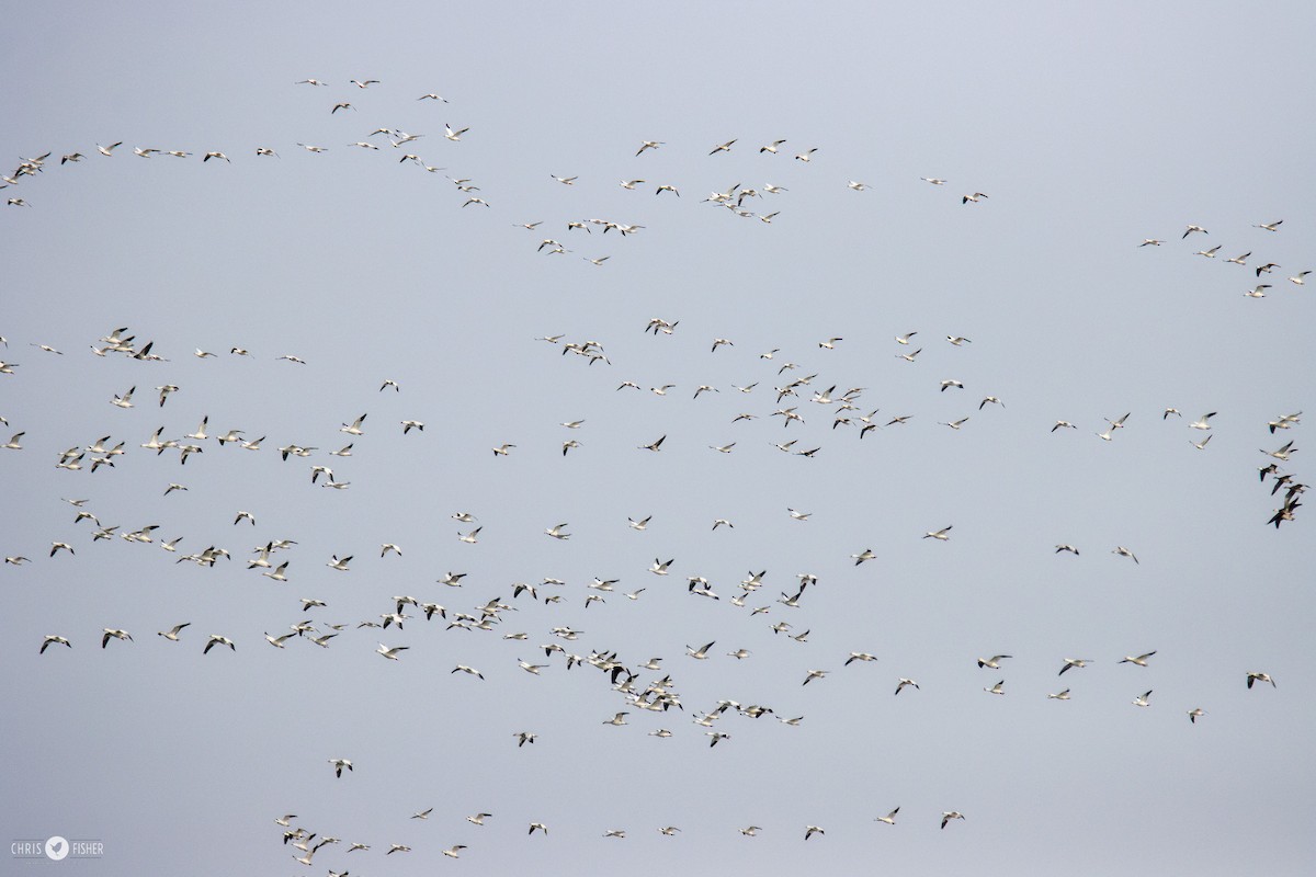 Snow Goose - ML645262221