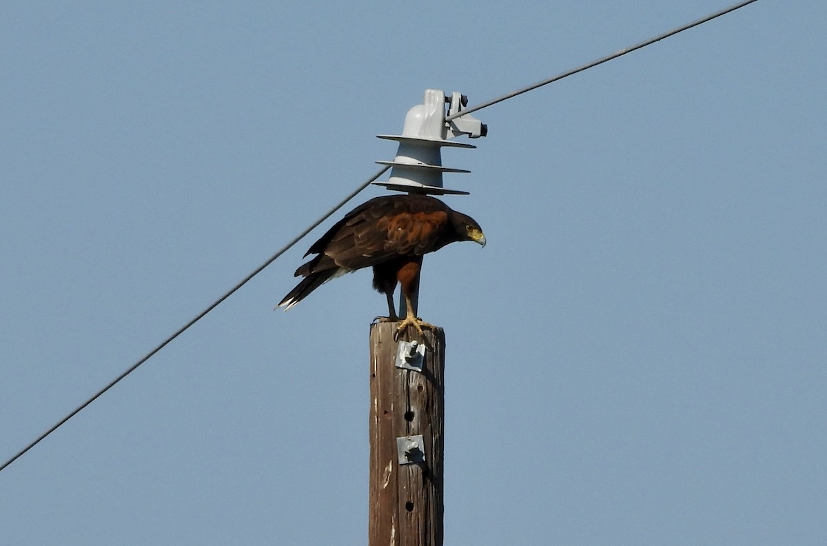 Harris's Hawk - ML645262222