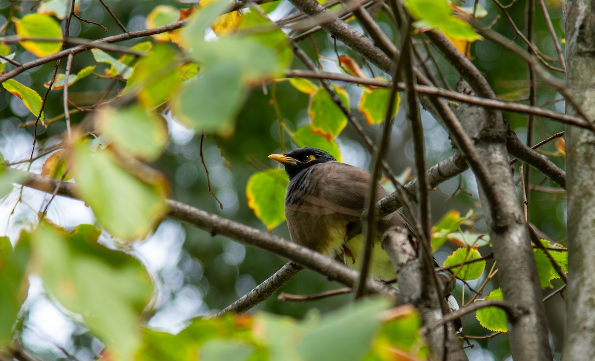 Common Myna - ML645262223