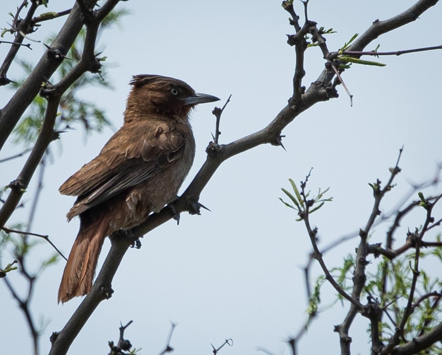Brown Cacholote - ML645262224