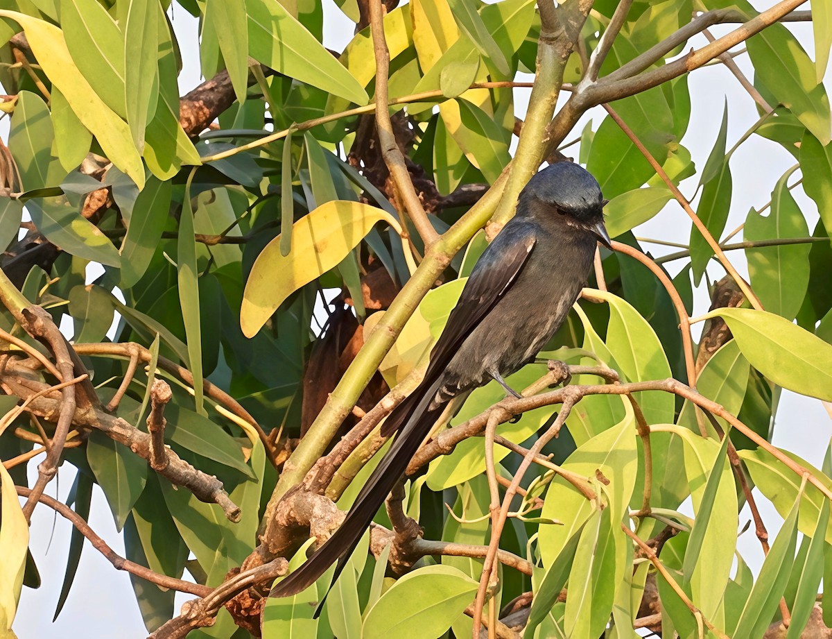 Black Drongo - ML645262225
