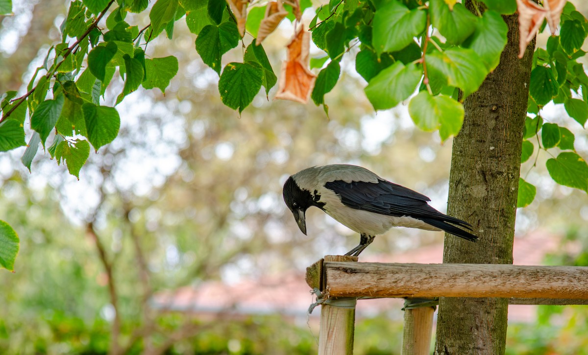 Hooded Crow - ML645262228