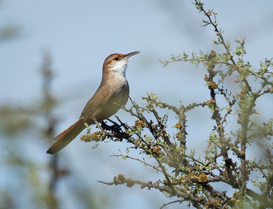 Chaco Earthcreeper - ML645262229