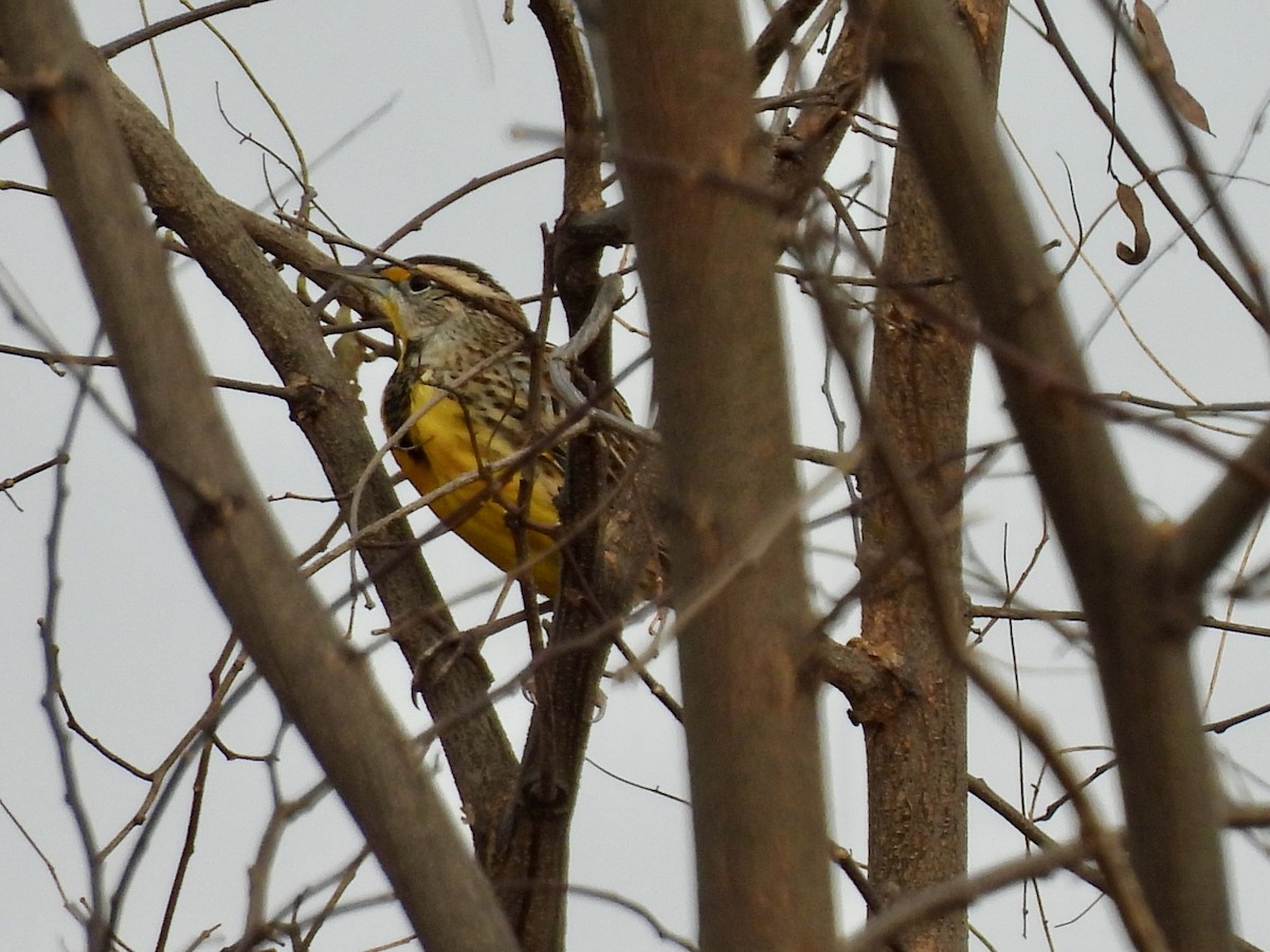 Eastern Meadowlark - ML645262239