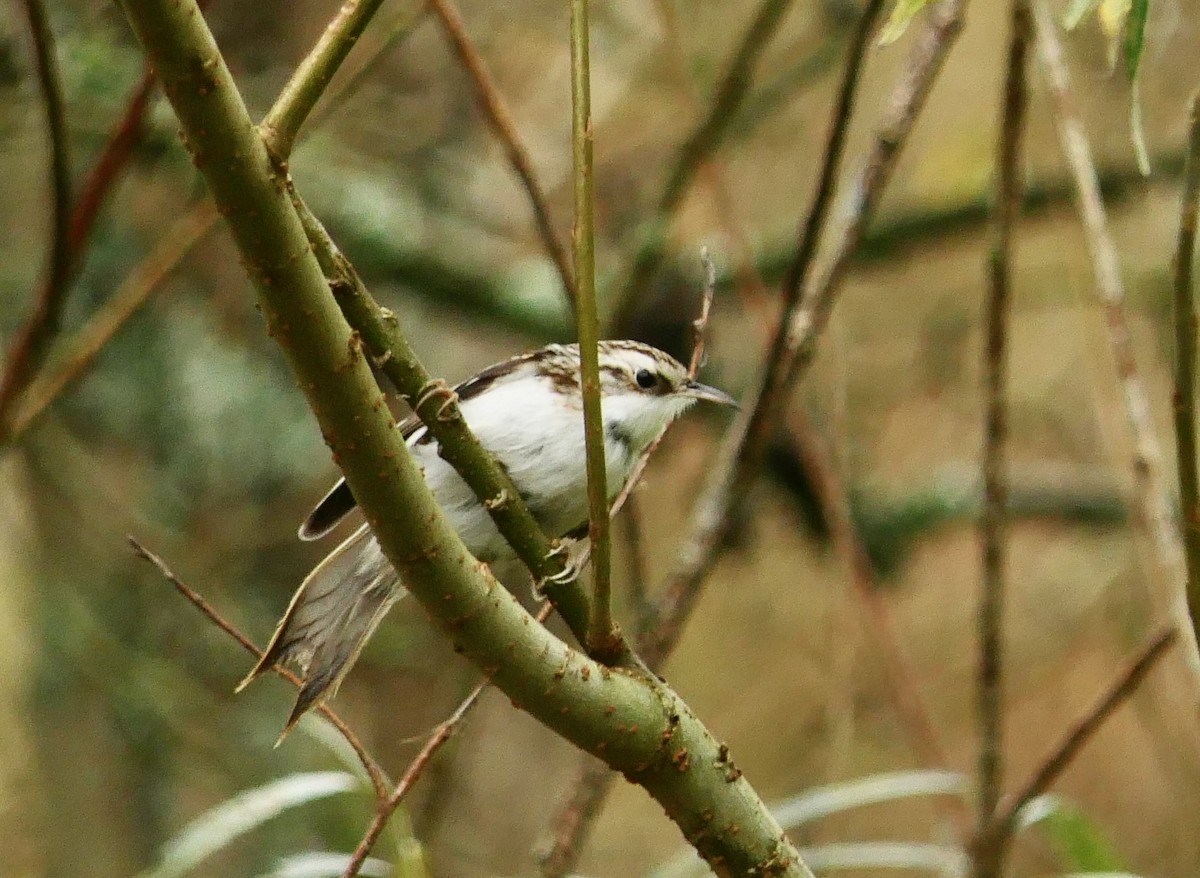 šoupálek dlouhoprstý - ML645262240