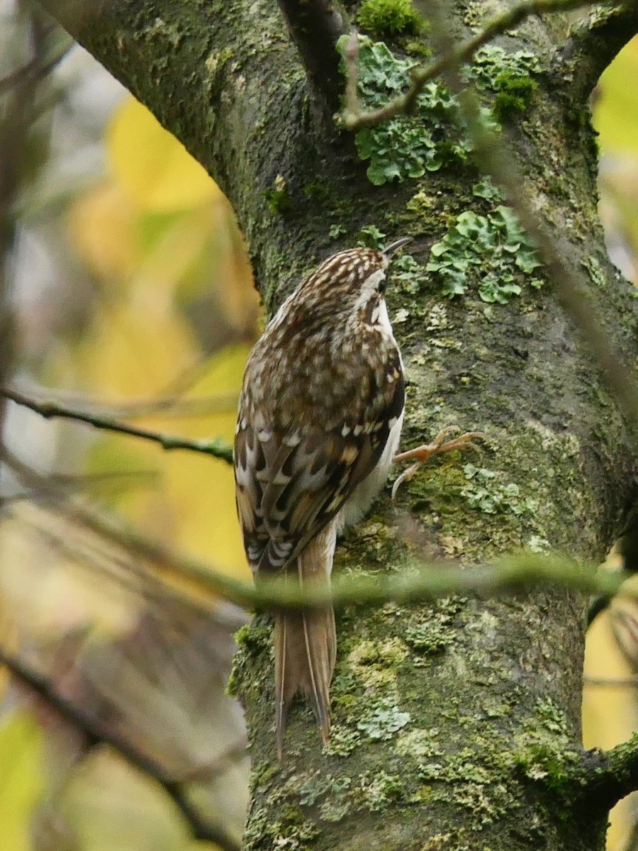 šoupálek dlouhoprstý - ML645262241